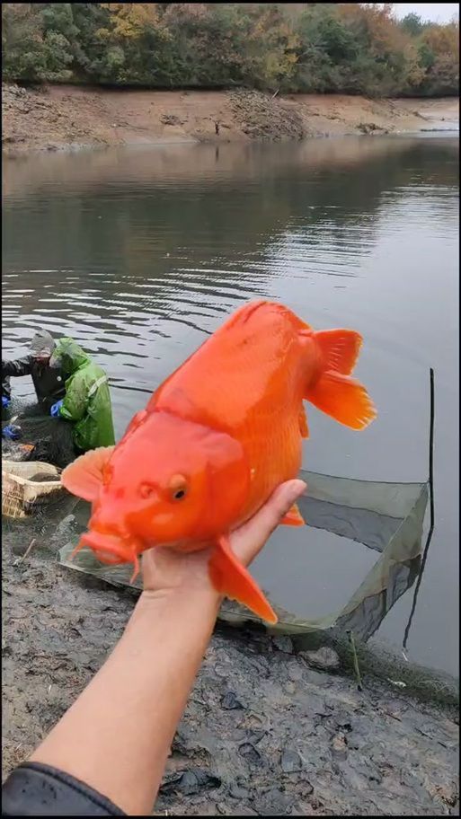 錦鯉懷孕肚子圖片