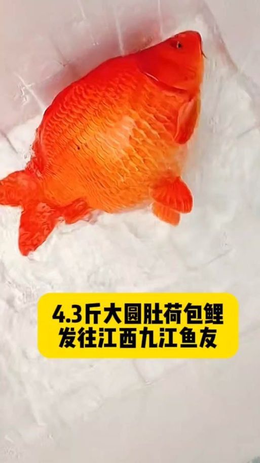 錦鯉懷孕肚子圖片