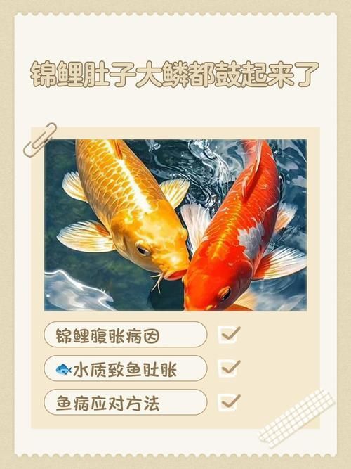 錦鯉懷孕肚子圖片