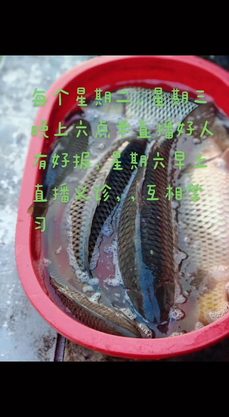 錦鯉懷孕肚子圖片