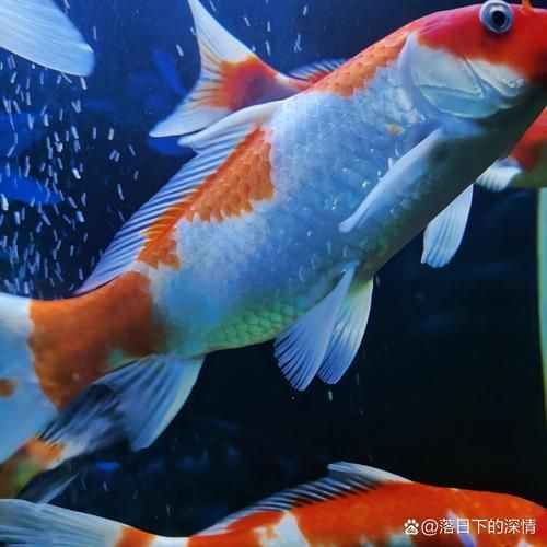 錦鯉懷孕肚子圖片