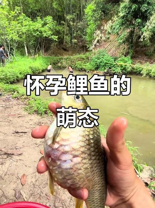 錦鯉懷孕肚子圖片