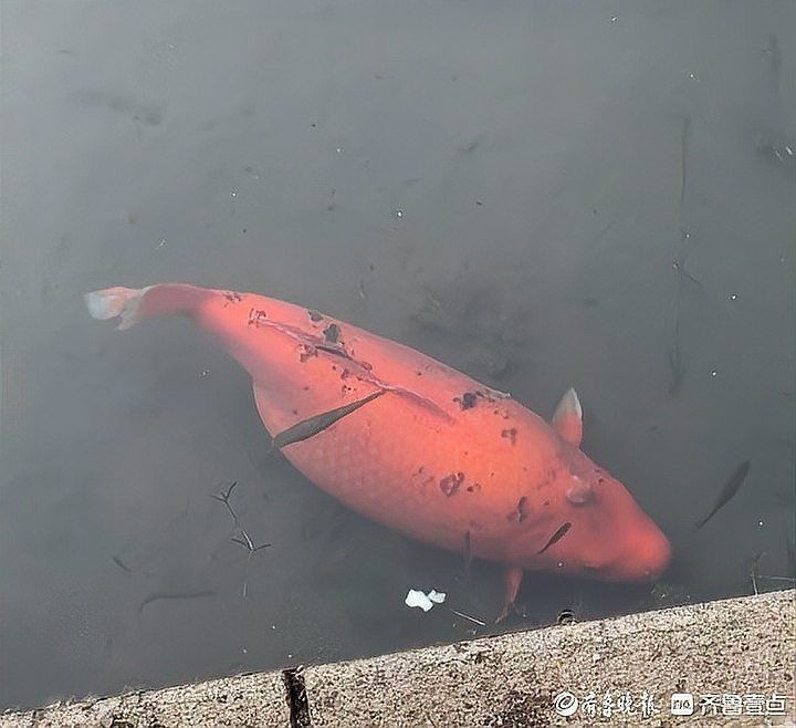 錦鯉懷孕肚子圖片