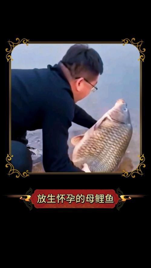 錦鯉懷孕肚子圖片