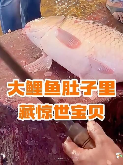 錦鯉懷孕肚子圖片