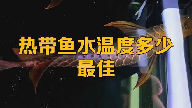 如何調(diào)節(jié)魚缸水溫至最佳范圍？