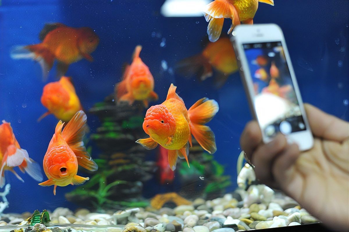 如何調(diào)節(jié)魚缸水溫至最佳范圍？