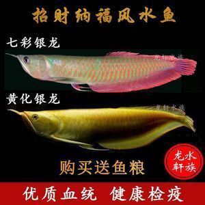 銀龍魚和七彩龍魚（銀龍魚和七彩龍魚在外觀上有明顯的區別，主要體現在顏色上） 銀龍魚和七彩龍魚（銀龍魚和七彩龍魚在外觀上有明顯的區別，主要體現在顏色上） 龍魚百科 第1張