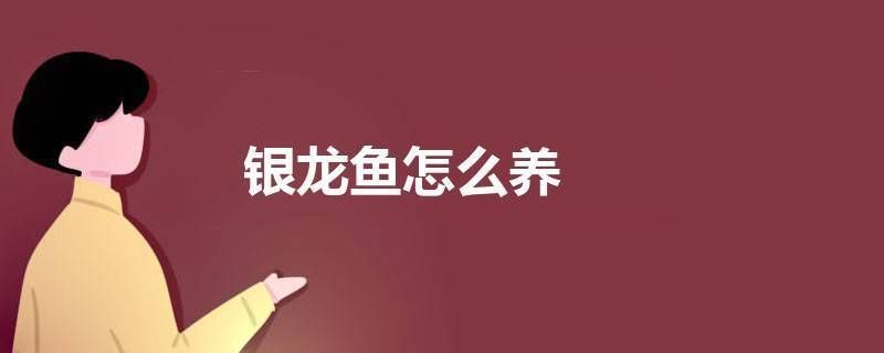 什么樣的銀龍魚品質好養(銀龍魚品質選擇和飼養關鍵點銀龍魚日常護理要點) 龍魚百科 第5張 什么樣的銀龍魚品質好養(銀龍魚品質選擇和飼養關鍵點銀龍魚日常護理要點) 什么樣的銀龍魚品質好養(銀龍魚品質選擇和飼養關鍵點銀龍魚日常護理要點) 龍魚百科 第5張
