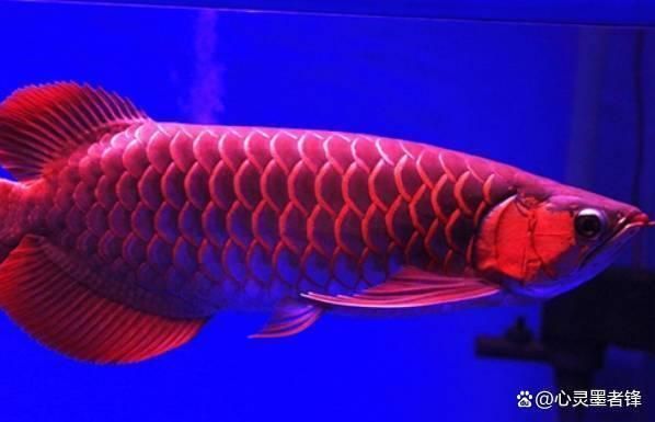 世界第一龍魚排名榜前十名：2024年世界第一龍魚排名榜前十名