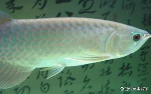 世界第一龍魚排名榜前十名：2024年世界第一龍魚排名榜前十名