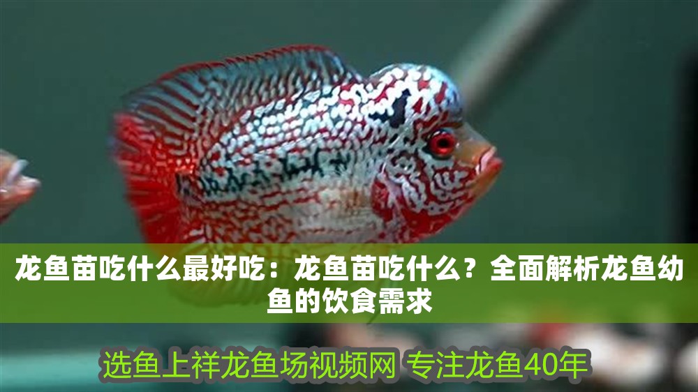 龍魚苗吃什么最好吃：龍魚苗吃什么？全面解析龍魚幼魚的飲食需求 龍魚苗吃什么最好吃：龍魚苗吃什么？全面解析龍魚幼魚的飲食需求 龍魚百科 第1張