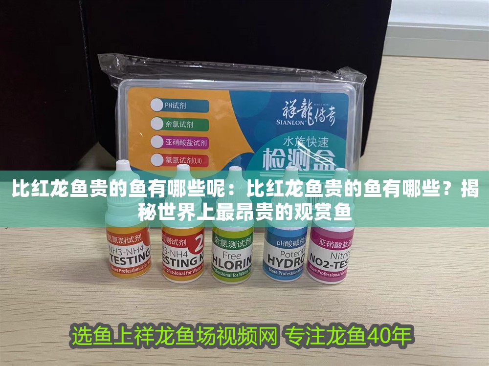 比紅龍魚貴的魚有哪些呢：比紅龍魚貴的魚有哪些？揭秘世界上最昂貴的觀賞魚