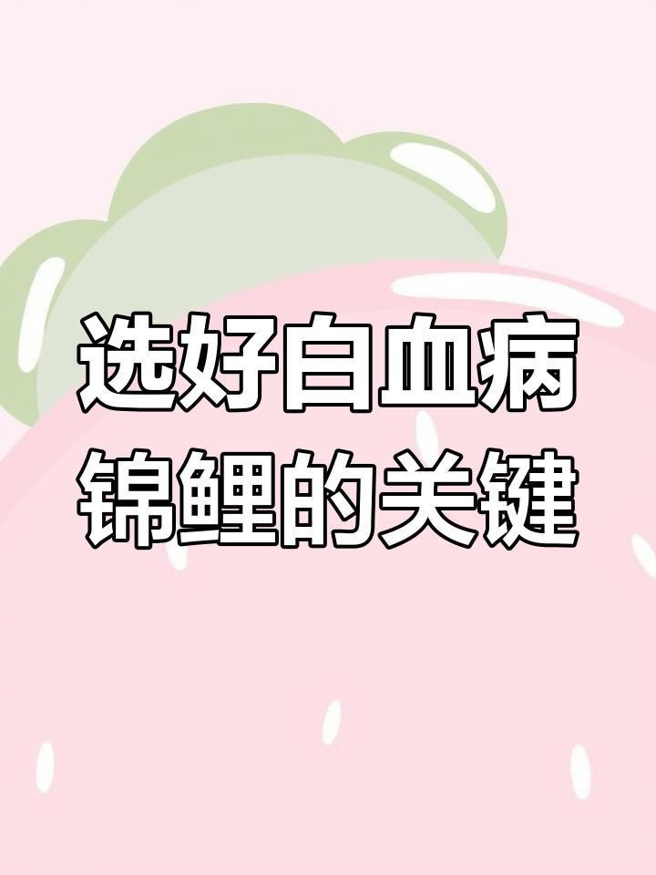 面迫白寫錦鯉的挑選 面迫白寫錦鯉的挑選 龍魚百科 第1張