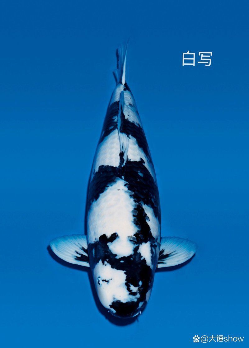 面迫白寫錦鯉的挑選 面迫白寫錦鯉的挑選 龍魚百科 第3張