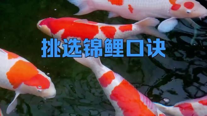 面迫白寫錦鯉的挑選 面迫白寫錦鯉的挑選 龍魚百科 第8張
