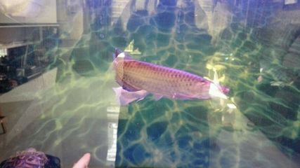 小龍魚入缸多久適應：小龍魚入缸后一般需要一周左右的時間來適應新環境