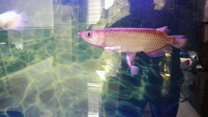 小龍魚入缸多久適應：小龍魚入缸后一般需要一周左右的時間來適應新環境