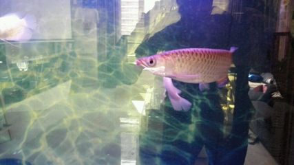 小龍魚入缸多久適應：小龍魚入缸后一般需要一周左右的時間來適應新環境