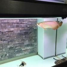彩蝶龍魚缸能養海水魚嗎：彩蝶魚缸適合養海水魚嗎