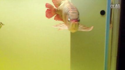 彩蝶龍魚缸能養海水魚嗎：彩蝶魚缸適合養海水魚嗎