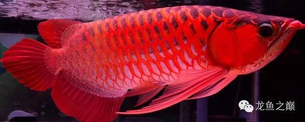 彩蝶龍魚缸能養海水魚嗎：彩蝶魚缸適合養海水魚嗎