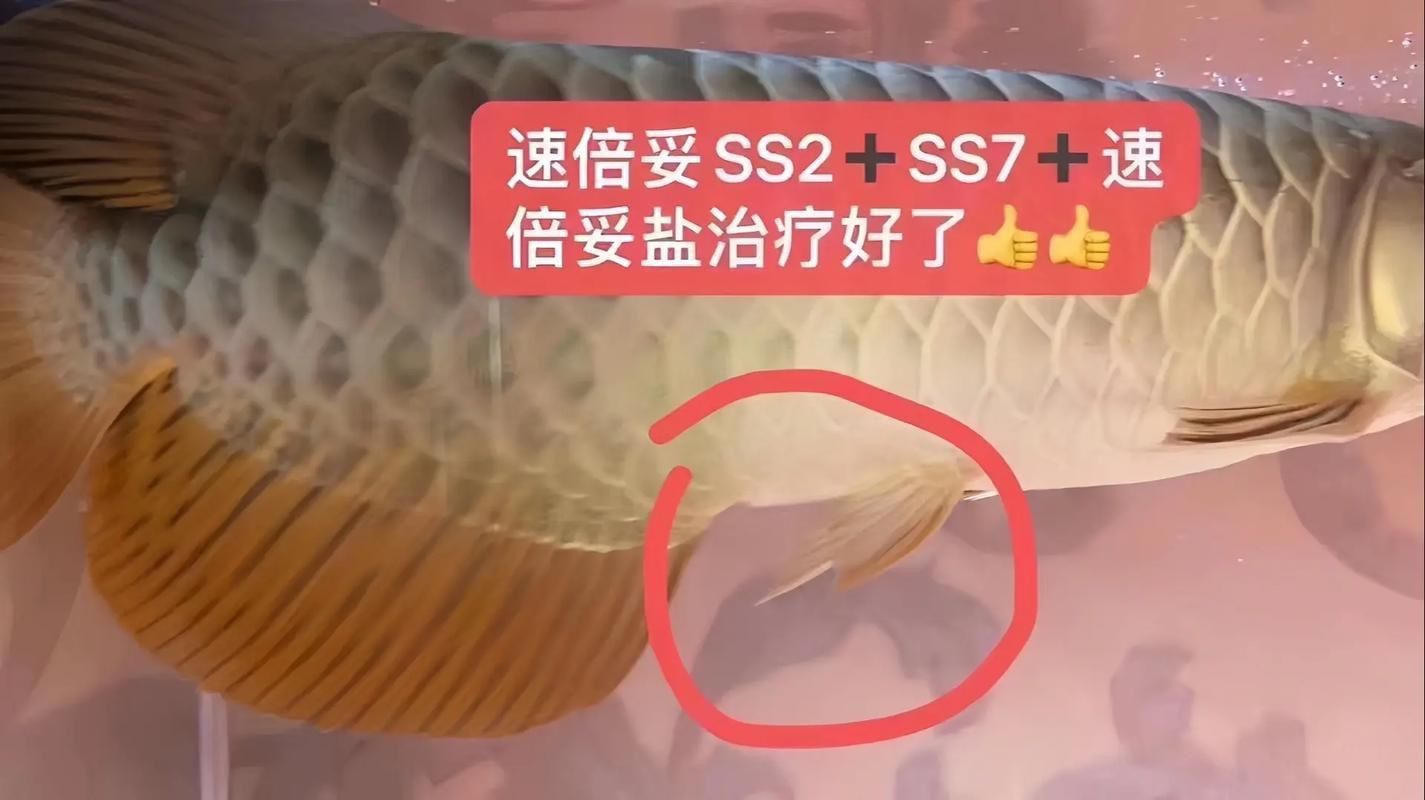 龍魚得了腸炎癥狀圖片 龍魚得了腸炎癥狀圖片 龍魚百科 第1張
