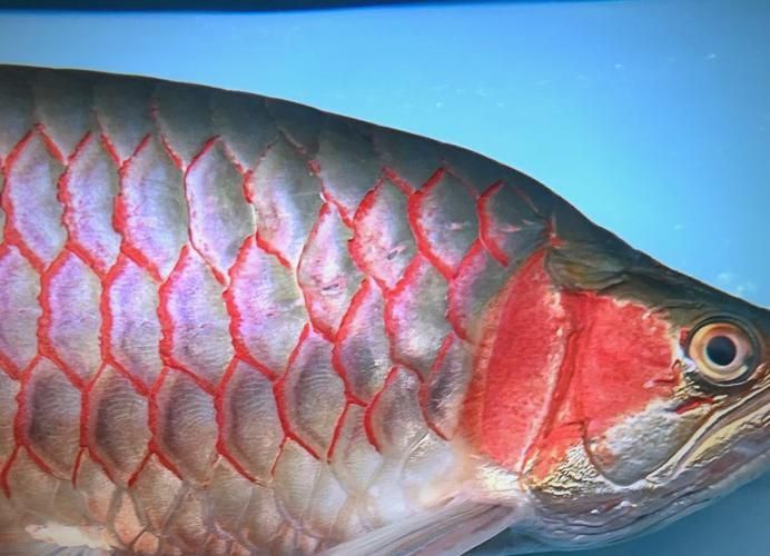 龍魚得了腸炎癥狀圖片 龍魚得了腸炎癥狀圖片 龍魚百科 第4張