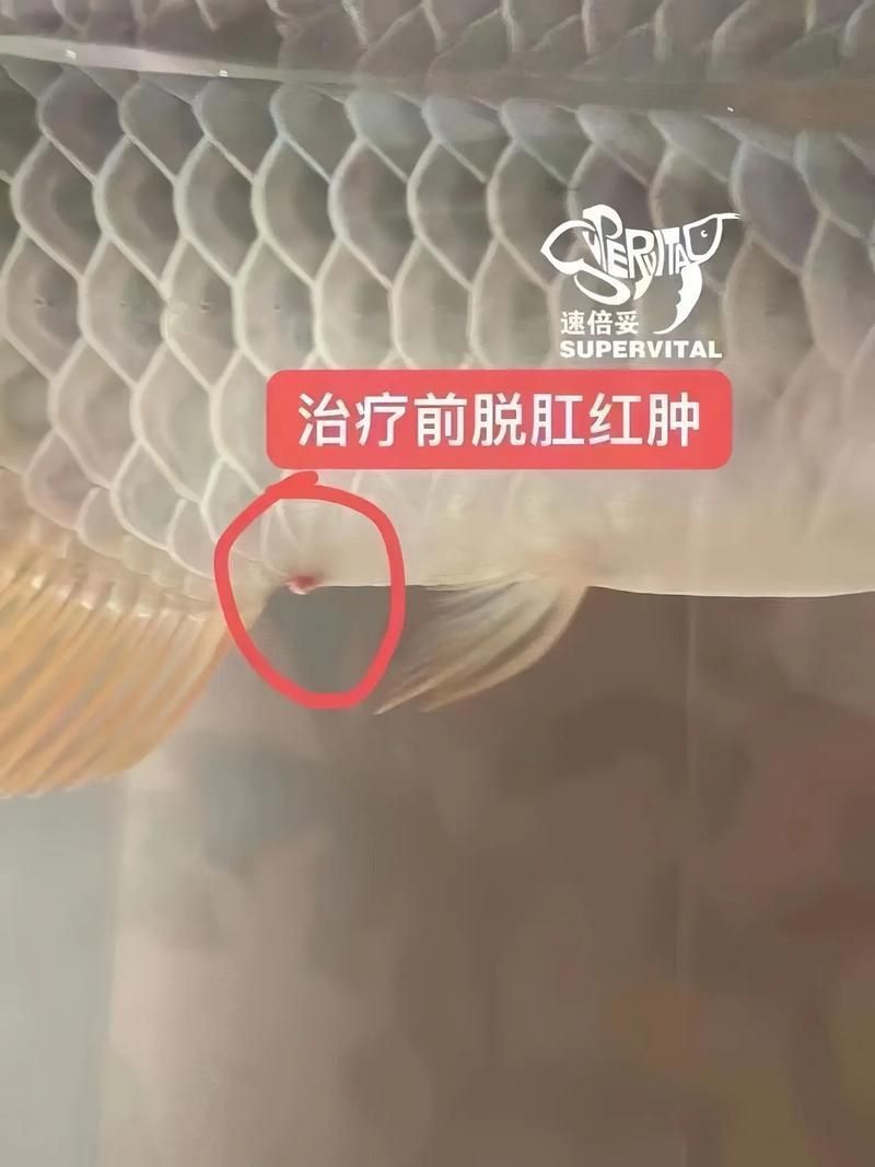 龍魚得了腸炎癥狀圖片 龍魚得了腸炎癥狀圖片 龍魚百科 第2張