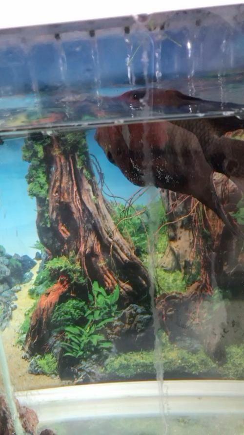 龍魚得了腸炎癥狀圖片 龍魚得了腸炎癥狀圖片 龍魚百科 第7張