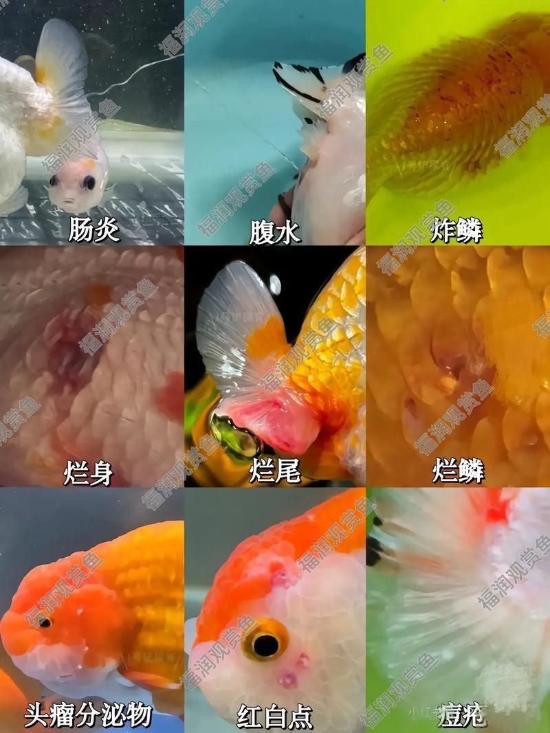 龍魚得了腸炎癥狀圖片 龍魚得了腸炎癥狀圖片 龍魚百科 第9張