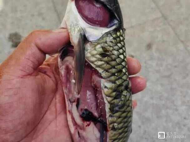龍魚得了腸炎癥狀圖片 龍魚得了腸炎癥狀圖片 龍魚百科 第10張