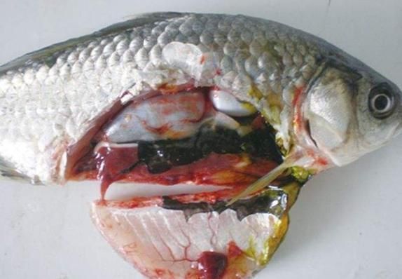龍魚得了腸炎癥狀圖片 龍魚得了腸炎癥狀圖片 龍魚百科 第13張