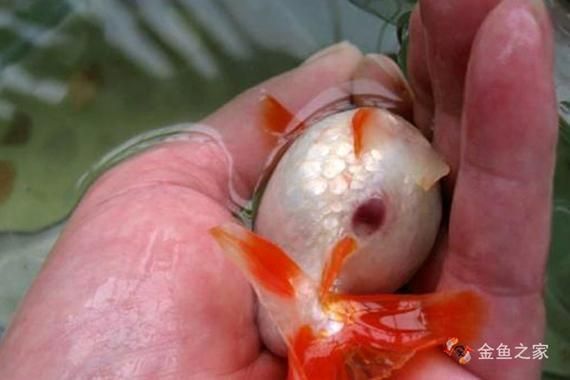 龍魚得了腸炎癥狀圖片 龍魚得了腸炎癥狀圖片 龍魚百科 第16張