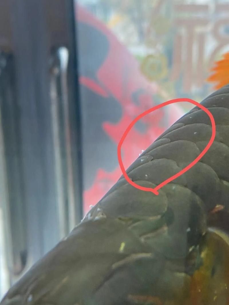 龍魚缸里有白色絮狀物怎么回事圖片