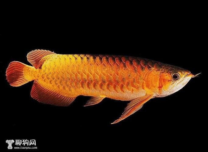 龍魚缸里有白色絮狀物怎么回事圖片