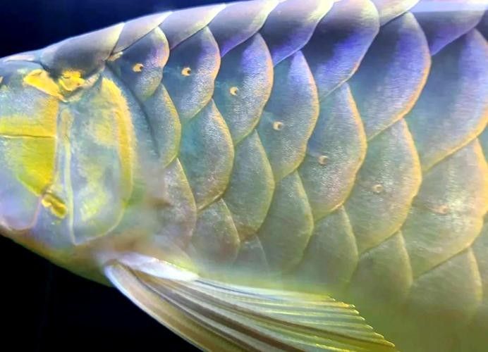 龍魚缸里有白色絮狀物怎么回事圖片
