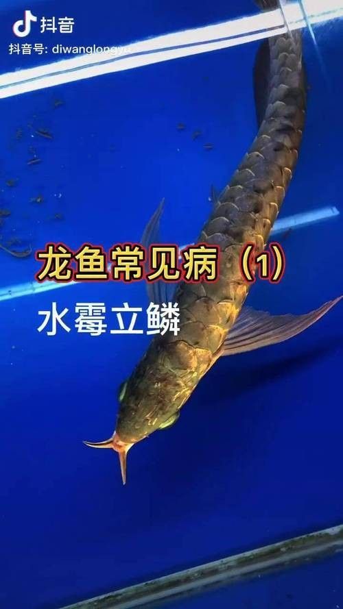 龍魚缸里有白色絮狀物怎么回事圖片