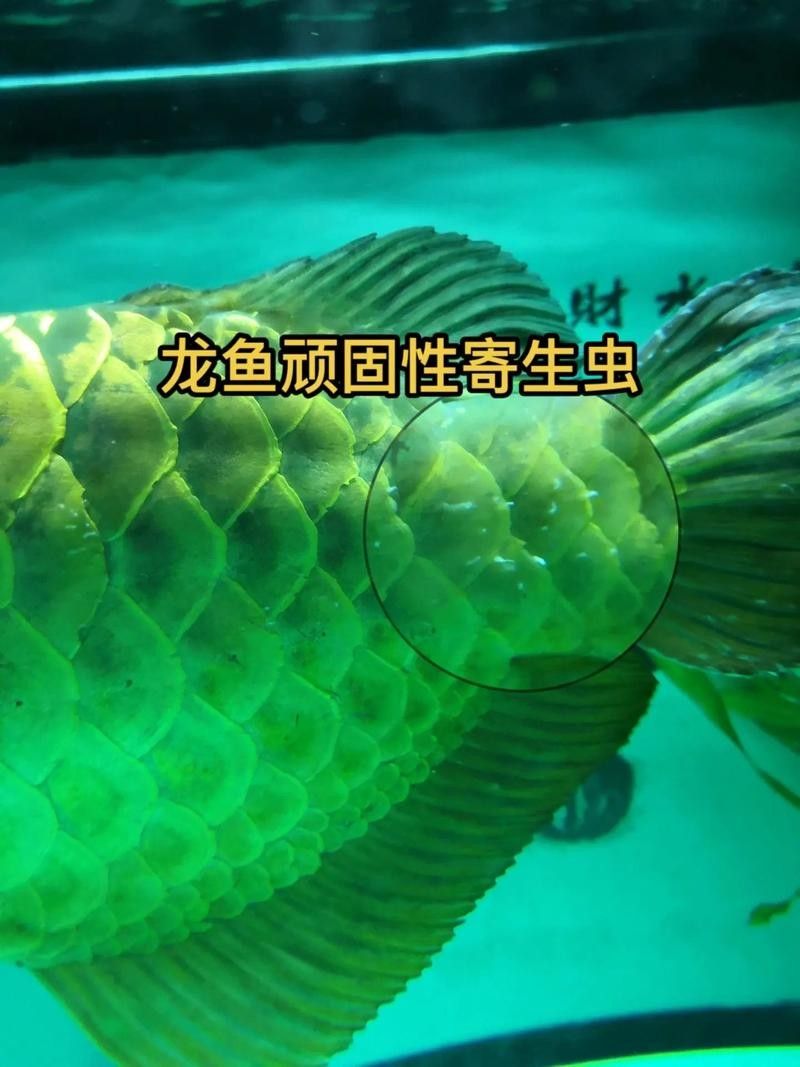 龍魚缸里有白色絮狀物怎么回事圖片