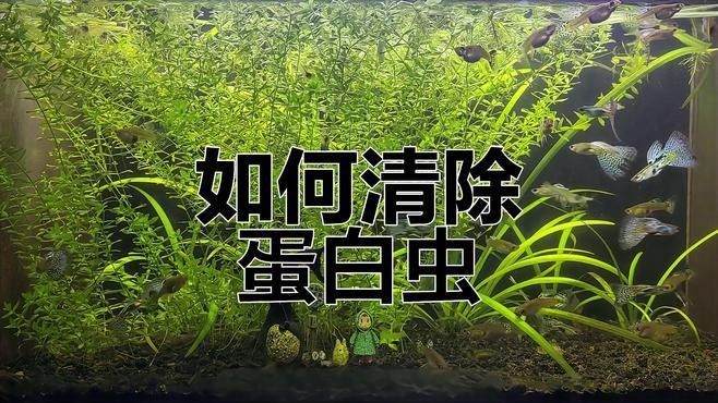 龍魚缸里有白色絮狀物怎么回事圖片