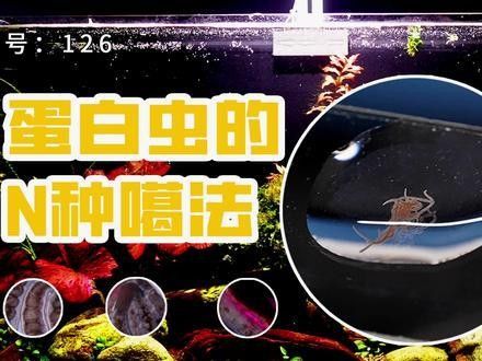 龍魚缸里有白色絮狀物怎么回事圖片