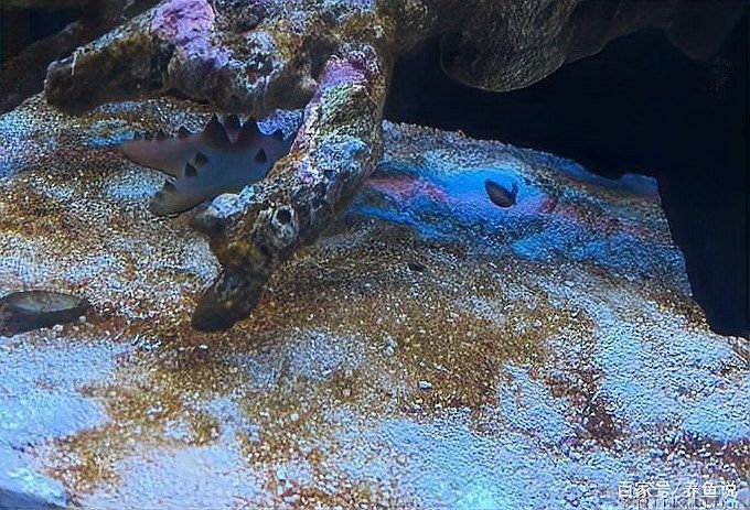 龍魚缸里有白色絮狀物怎么回事圖片