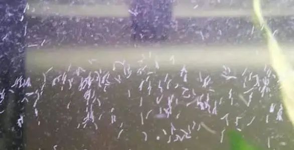 龍魚缸里有白色絮狀物怎么回事圖片
