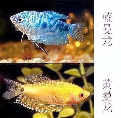龍魚缸里有白色絮狀物怎么回事圖片