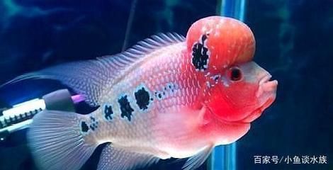 龍魚尾巴燒尾怎么治療圖片:龍魚尾巴燒尾怎么辦 龍魚百科 第5張 龍魚尾巴燒尾怎么治療圖片:龍魚尾巴燒尾怎么辦 龍魚尾巴燒尾怎么治療圖片:龍魚尾巴燒尾怎么辦 龍魚百科 第5張