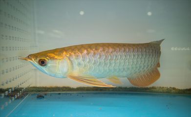 龍魚尾巴燒尾怎么治療圖片:龍魚尾巴燒尾怎么辦 龍魚百科 第4張 龍魚尾巴燒尾怎么治療圖片:龍魚尾巴燒尾怎么辦 龍魚尾巴燒尾怎么治療圖片:龍魚尾巴燒尾怎么辦 龍魚百科 第4張