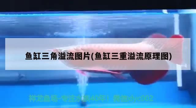 金龍魚混養(yǎng)怎么喂食的呢：金龍魚混養(yǎng)什么魚好看 金龍魚混養(yǎng)怎么喂食的呢：金龍魚混養(yǎng)什么魚好看 龍魚百科 第2張