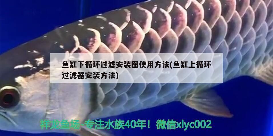 金龍魚混養(yǎng)怎么喂食的呢：金龍魚混養(yǎng)什么魚好看 金龍魚混養(yǎng)怎么喂食的呢：金龍魚混養(yǎng)什么魚好看 龍魚百科 第1張