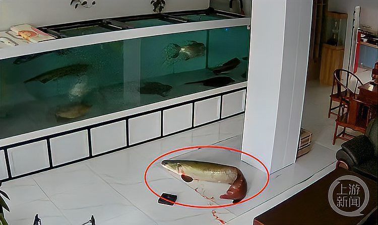 巨骨舌魚爆口吐血