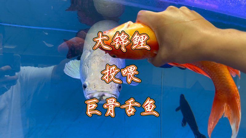 巨骨舌魚爆口吐血